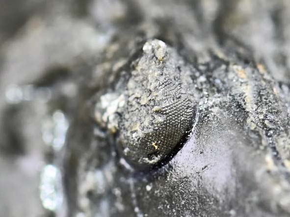 Hollardops mesocristatus  with a Scabriscutellum