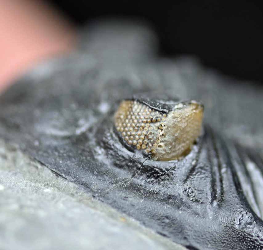 Hollardops mesocristatus