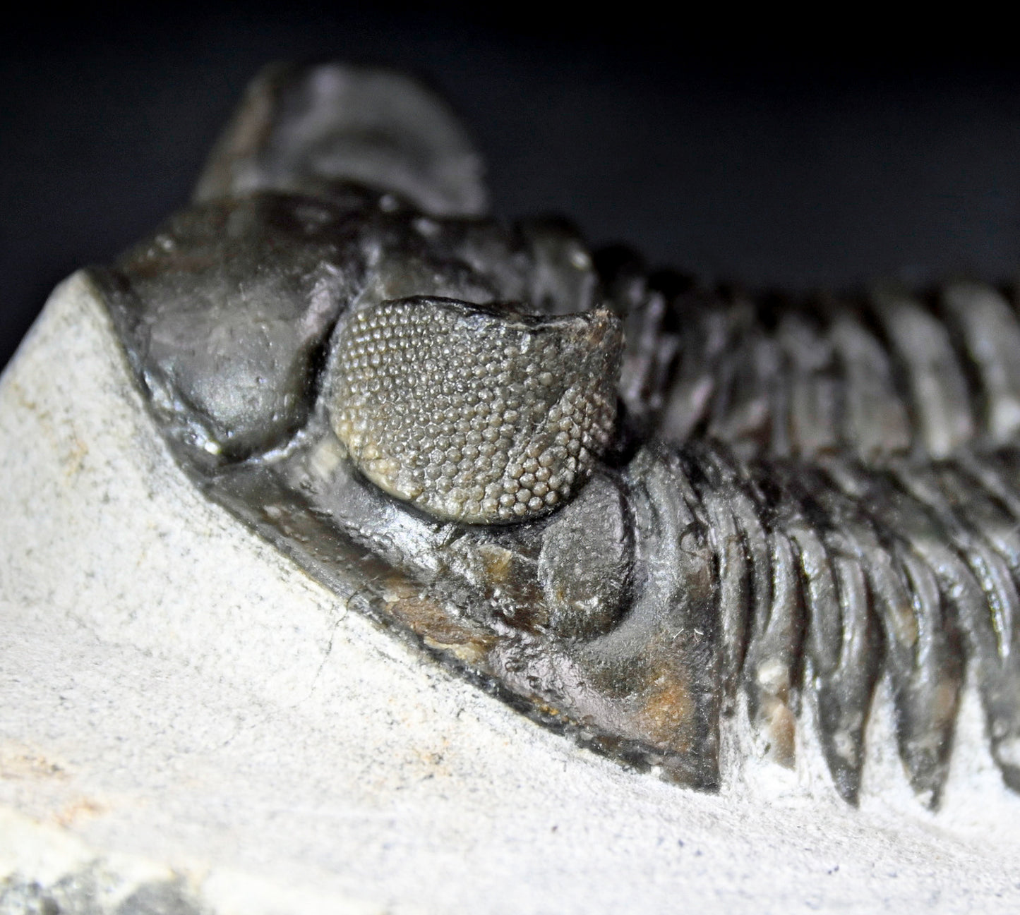 Coltraneia oufatenensis