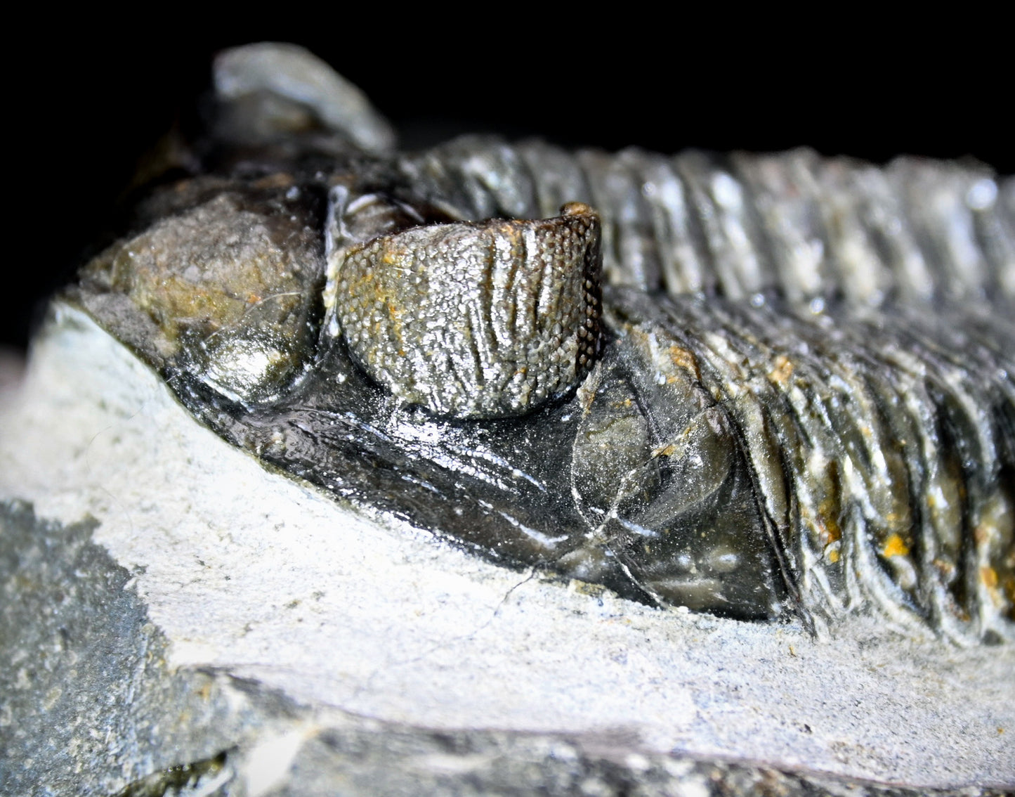 Coltraneia oufatenensis