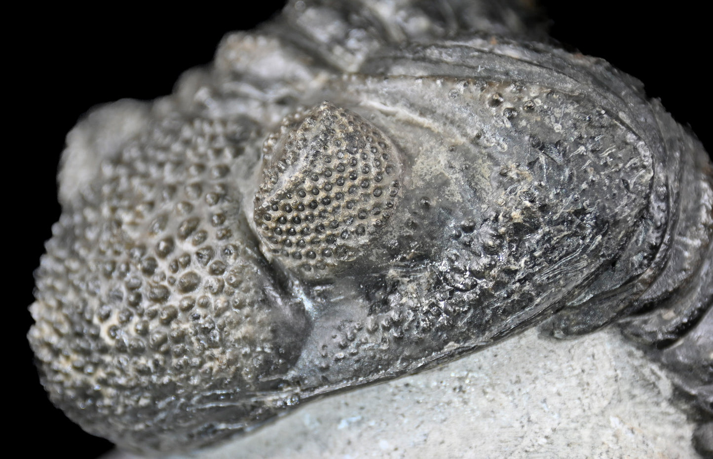 Drotops megalomanicus