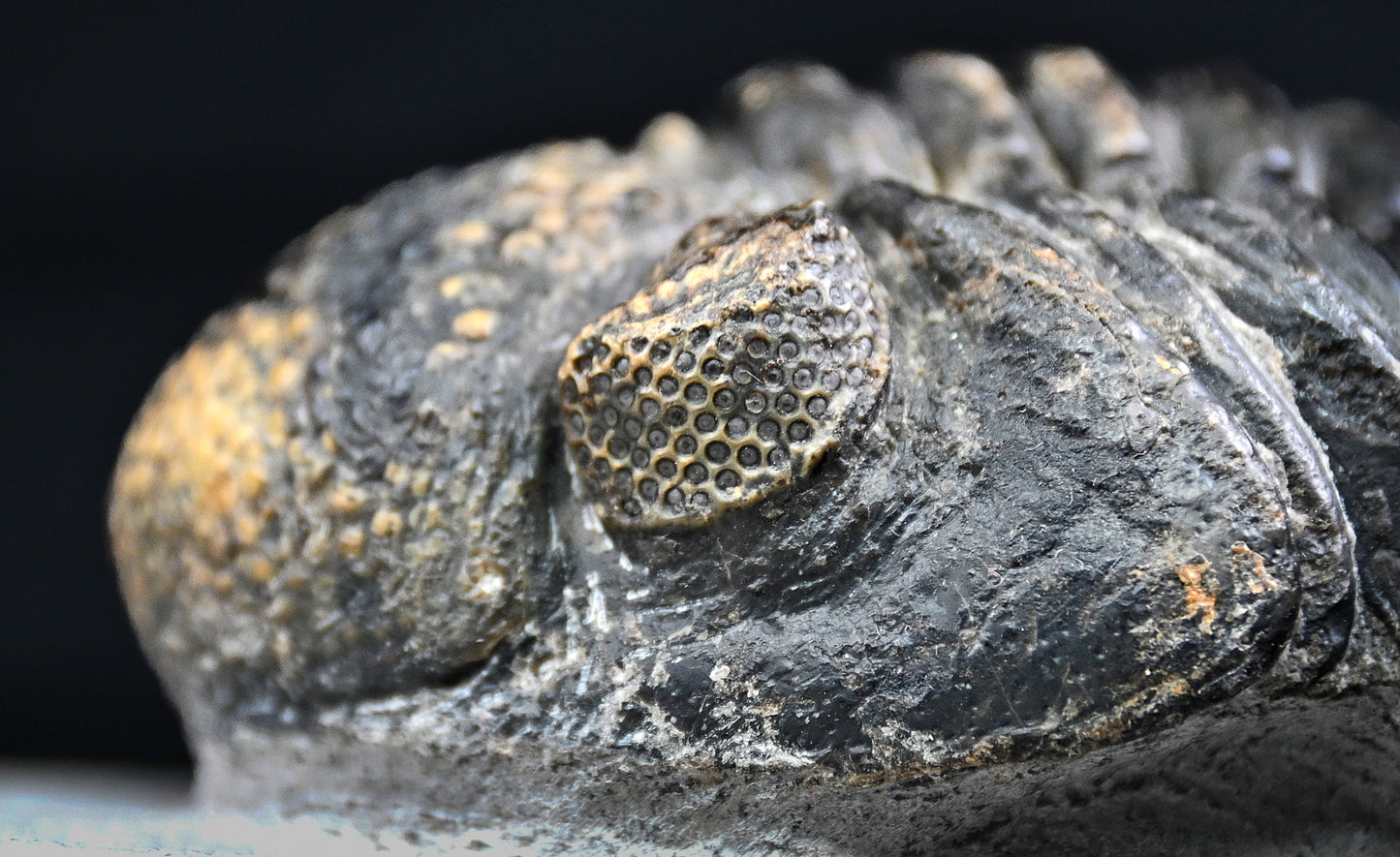 Drotops megalomanicus