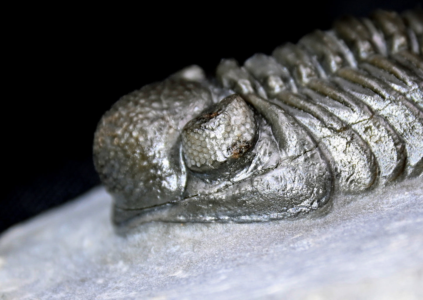 Adrisiops weugi (Smiley Phacops)
