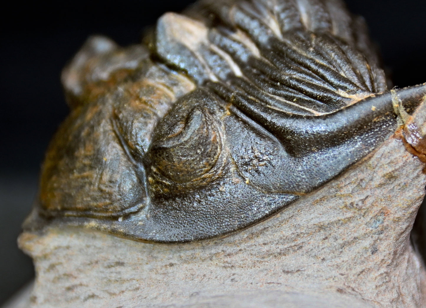Metacanthina issoumourensis