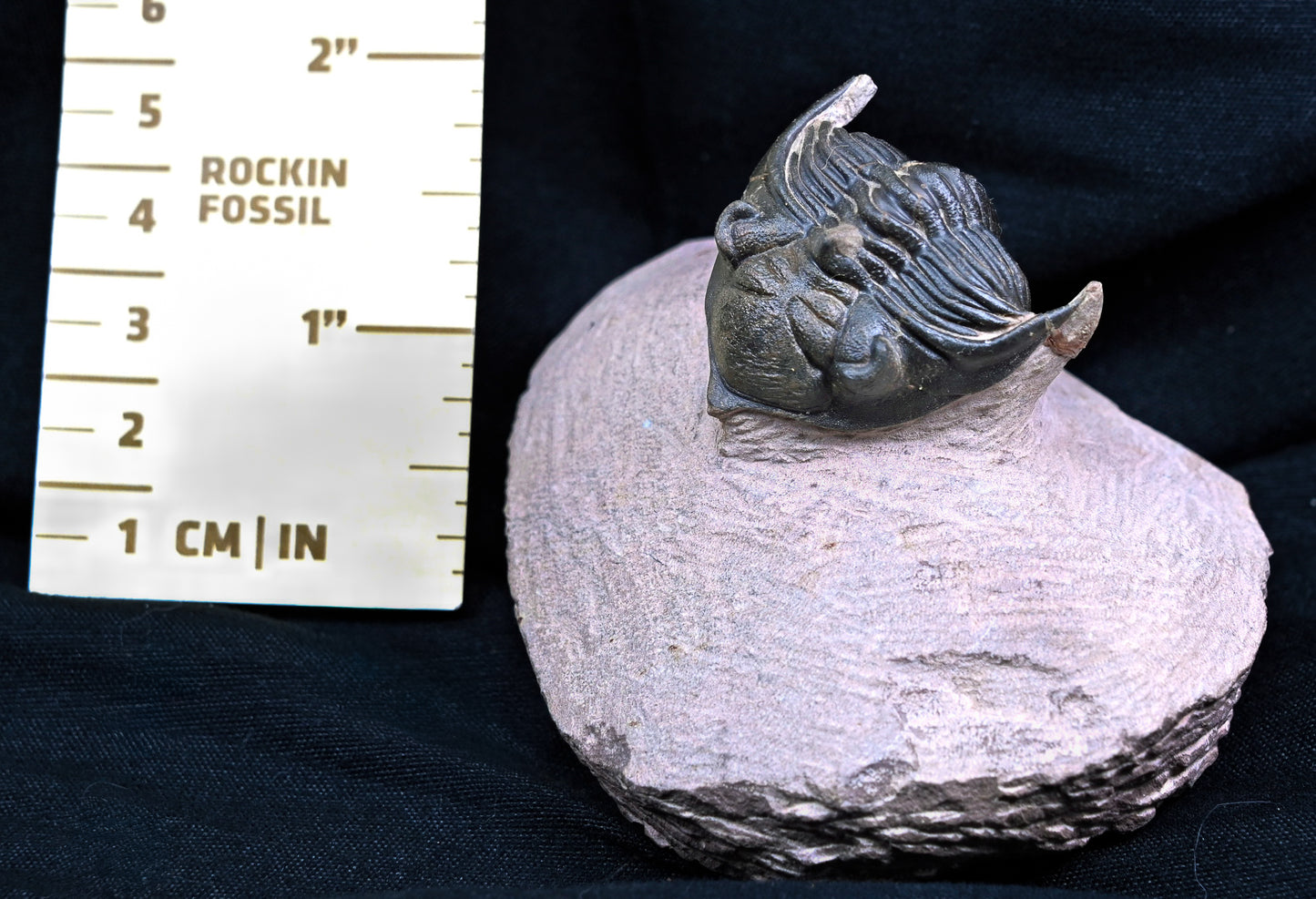 Metacanthina issoumourensis
