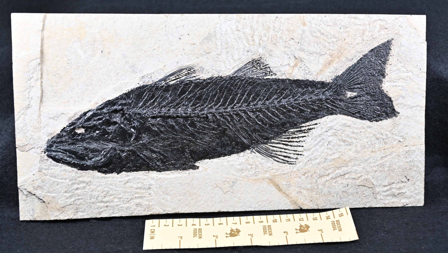 Mioplosus labracoides, GRF, U.S.A.