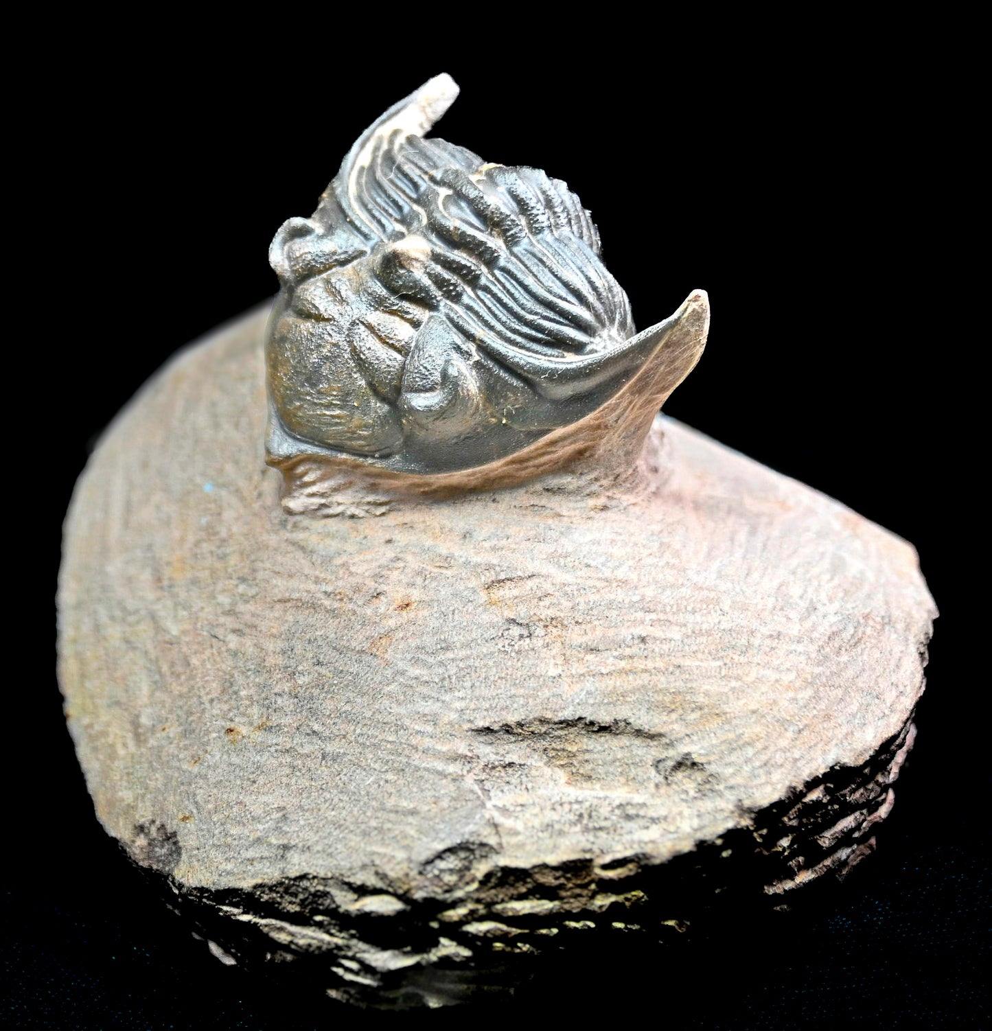 Metacanthina issoumourensis