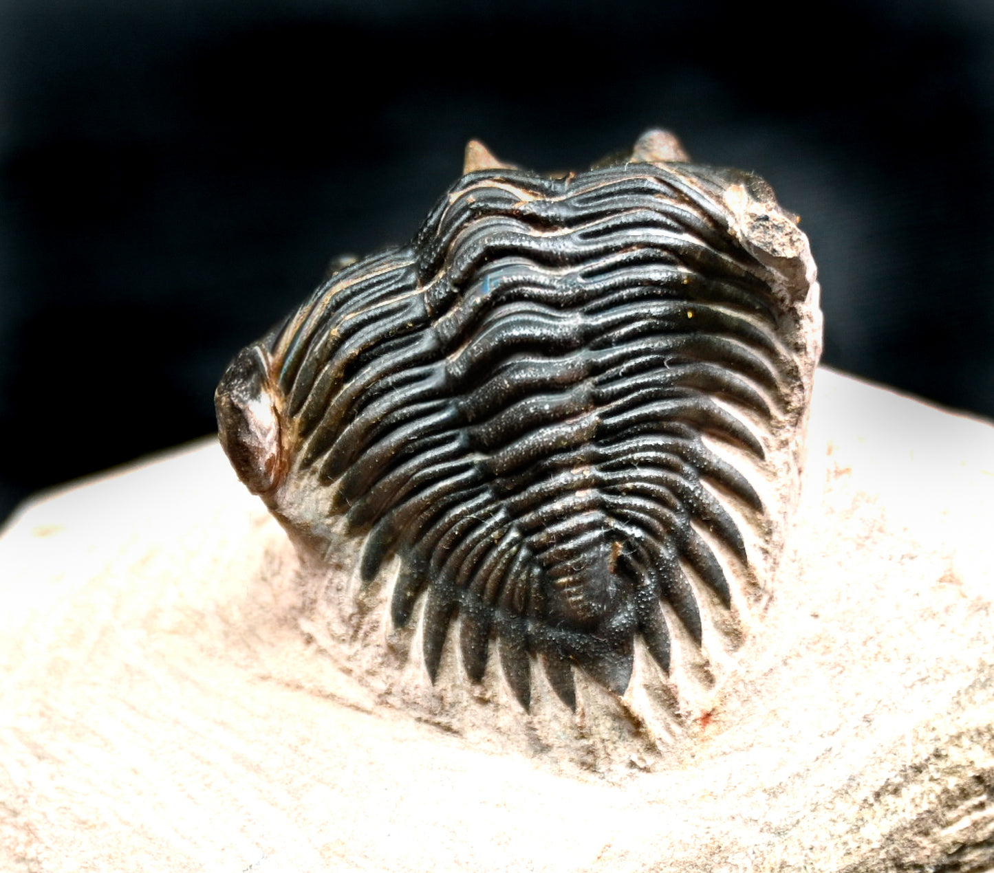 Metacanthina issoumourensis