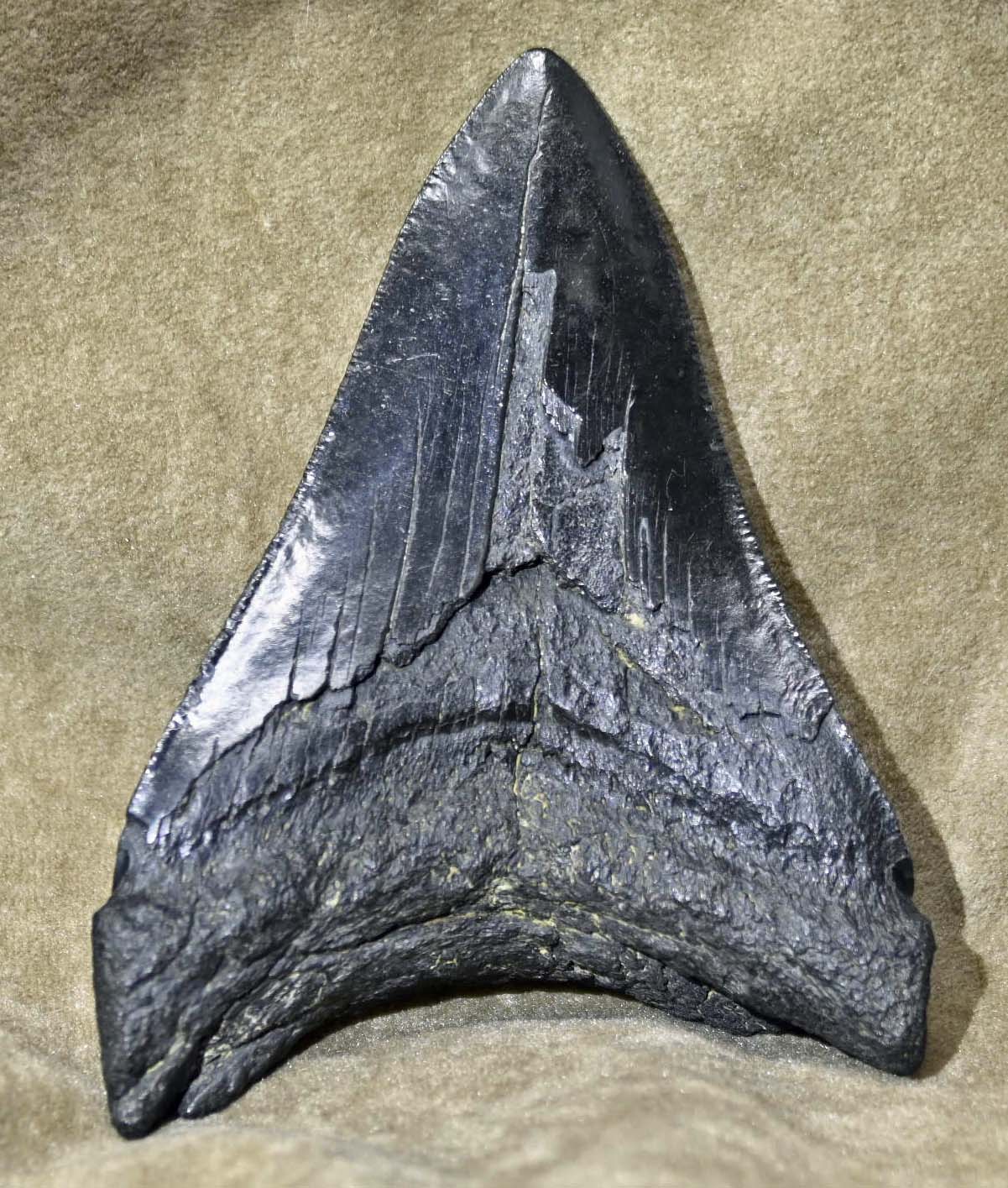 Carcharocles megalodon tooth