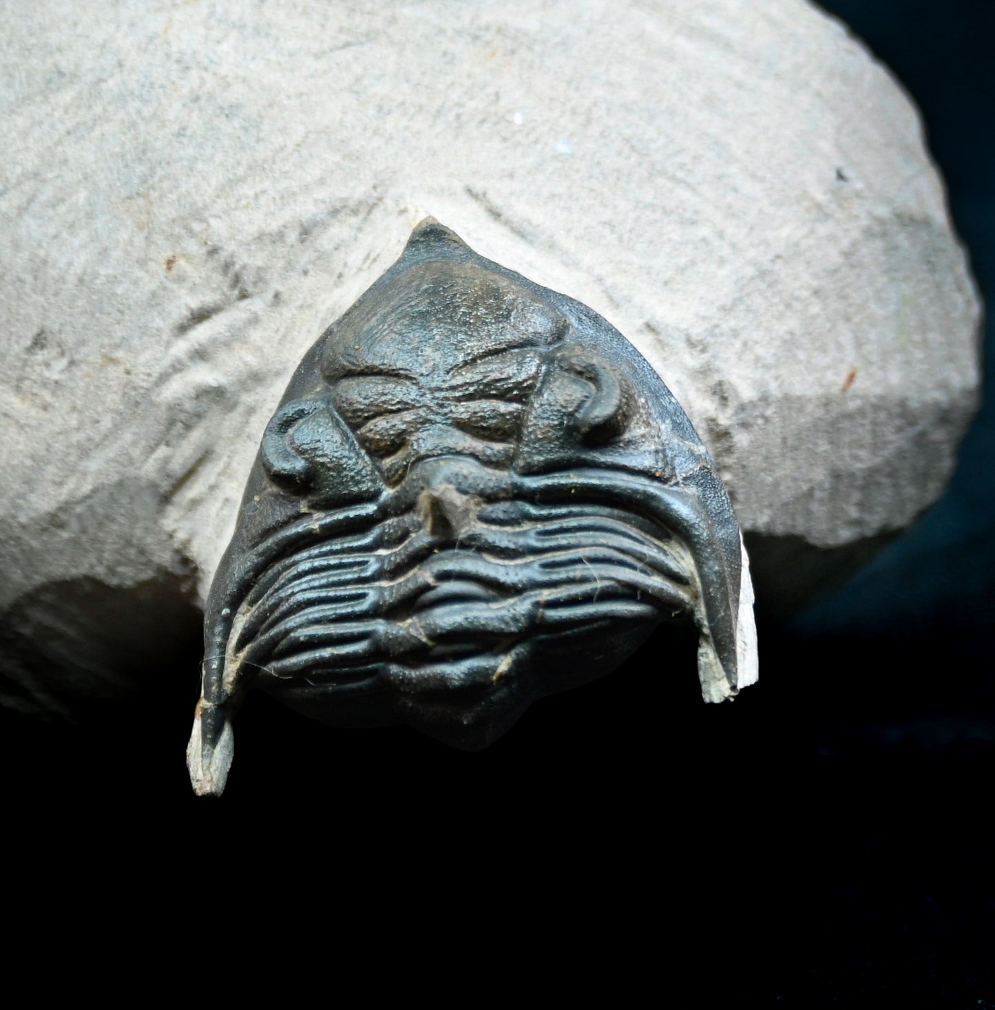 Metacanthina issoumourensis