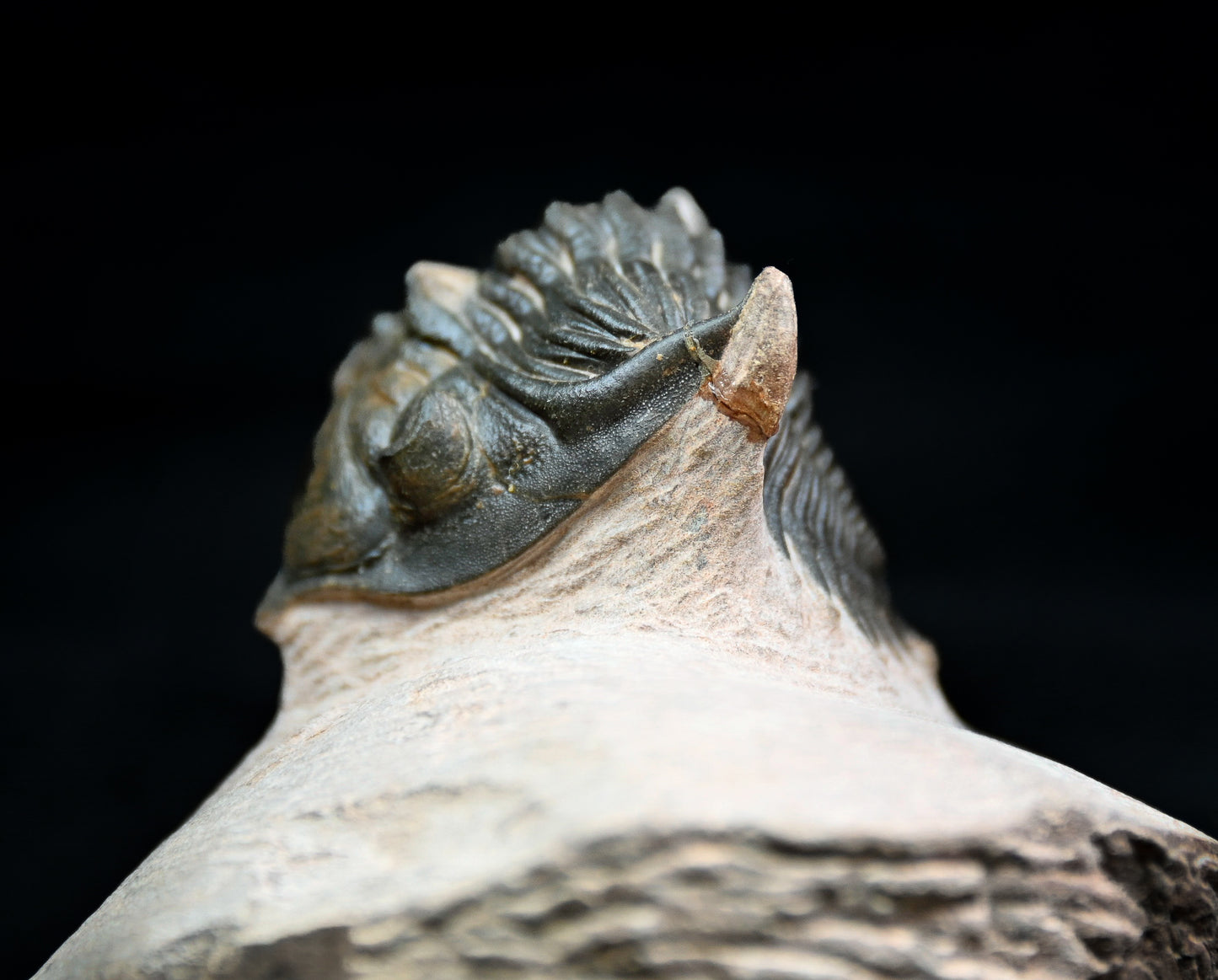 Metacanthina issoumourensis
