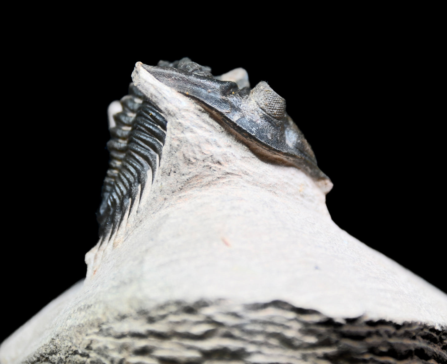 Metacanthina issoumourensis