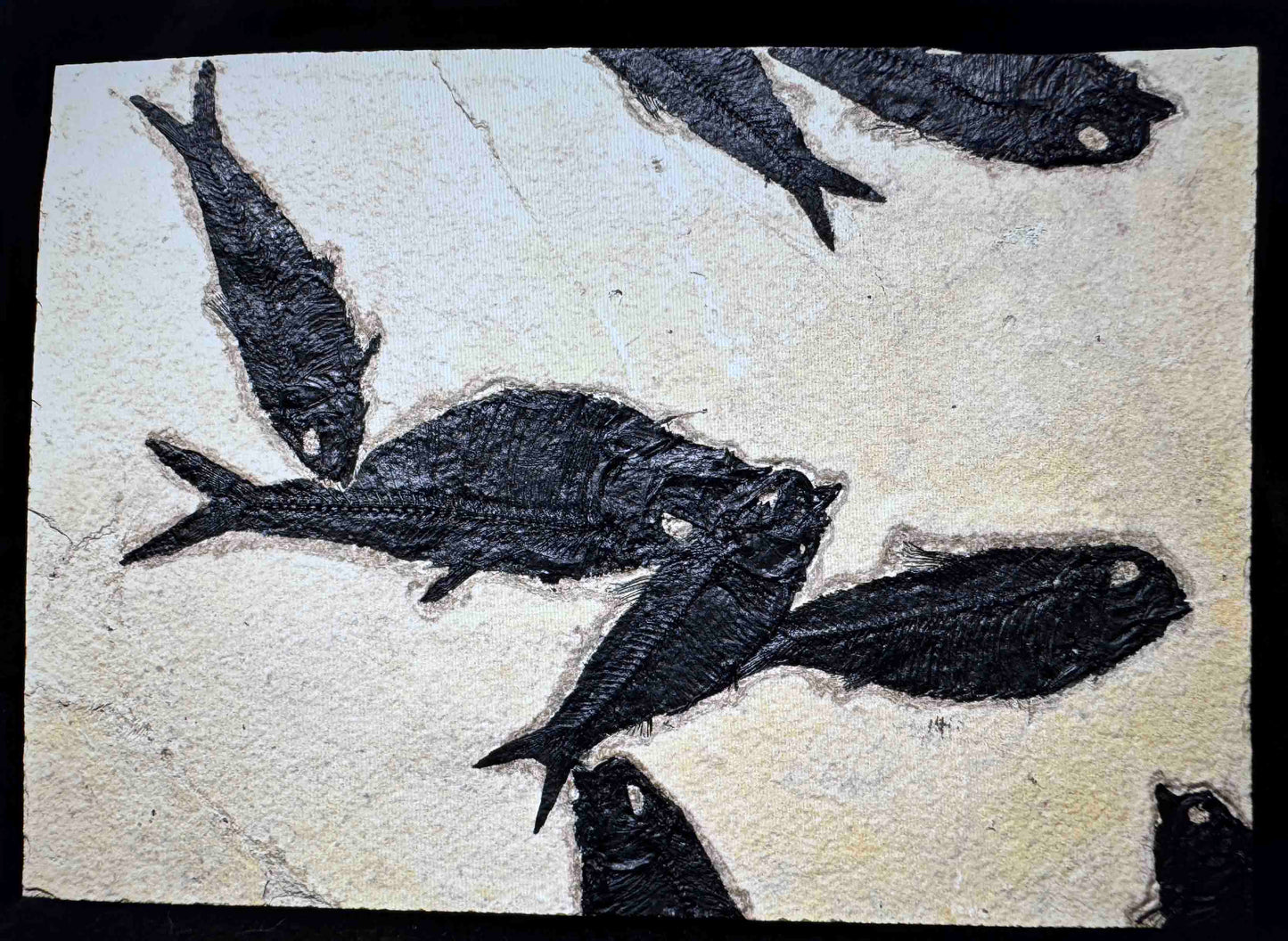 Green River Formation, Mass Mortality Fish Plate,  WY, U.S.A