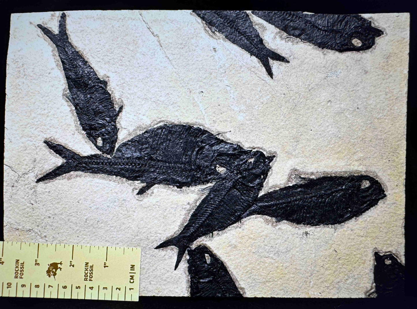 Green River Formation, Mass Mortality Fish Plate,  WY, U.S.A