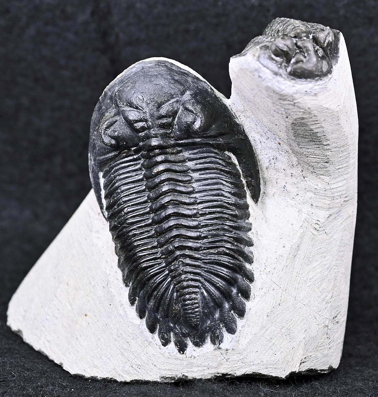 Hollardops mesocristatus  with a Scabriscutellum
