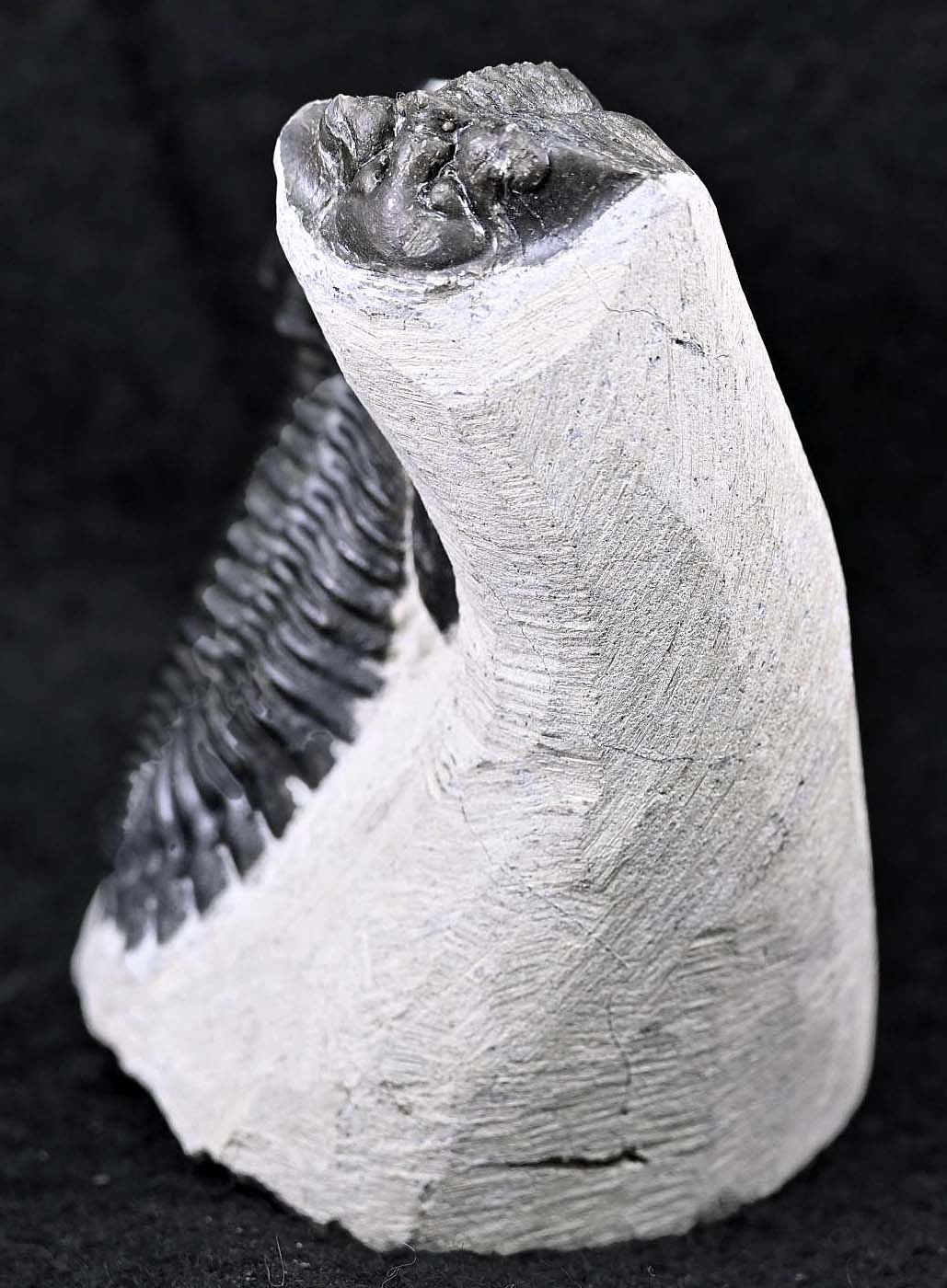Hollardops mesocristatus  with a Scabriscutellum