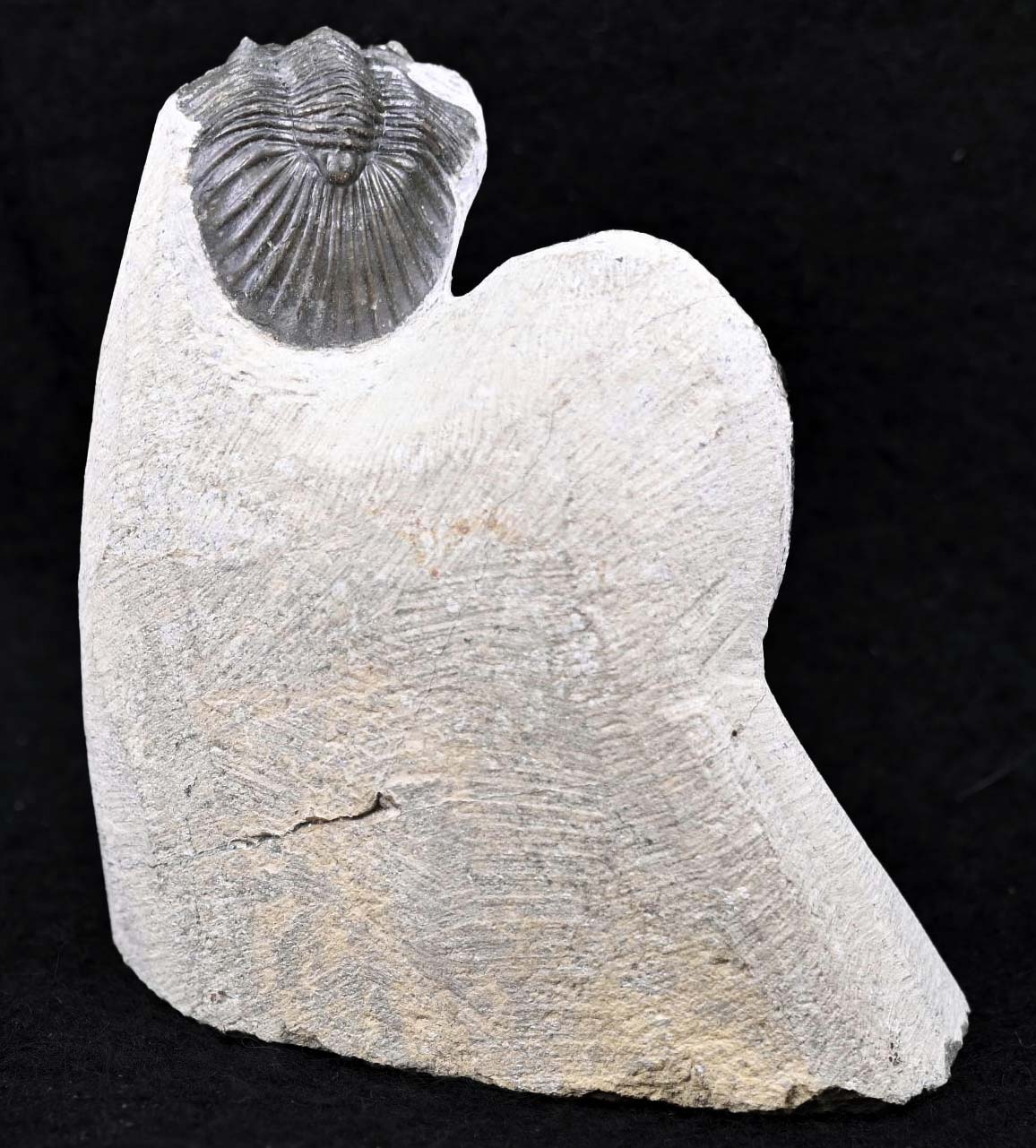 Hollardops mesocristatus  with a Scabriscutellum