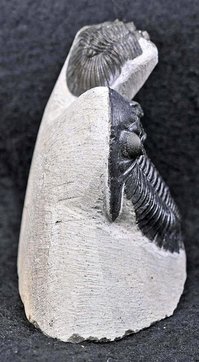 Hollardops mesocristatus  with a Scabriscutellum