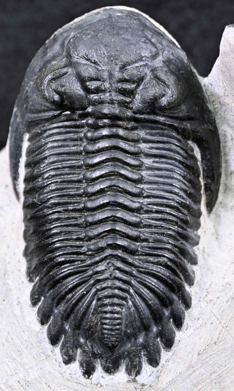 Hollardops mesocristatus  with a Scabriscutellum