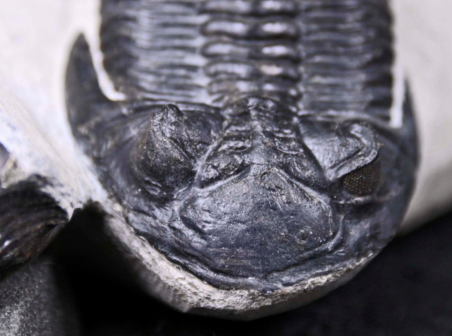 Hollardops mesocristatus  with a Scabriscutellum