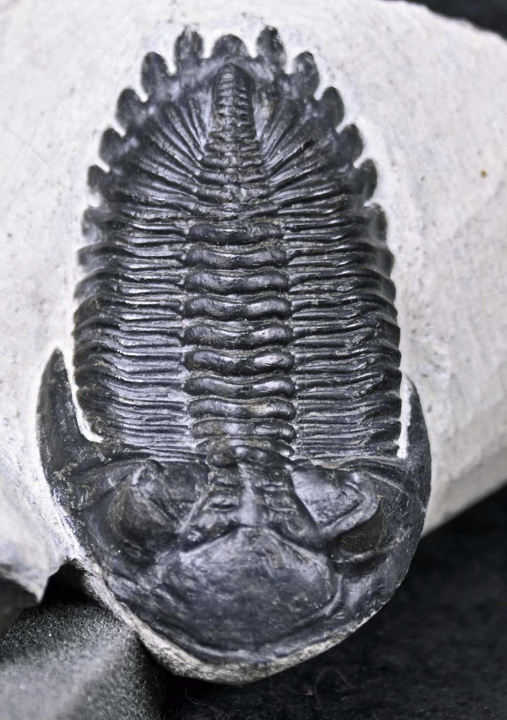 Hollardops mesocristatus  with a Scabriscutellum