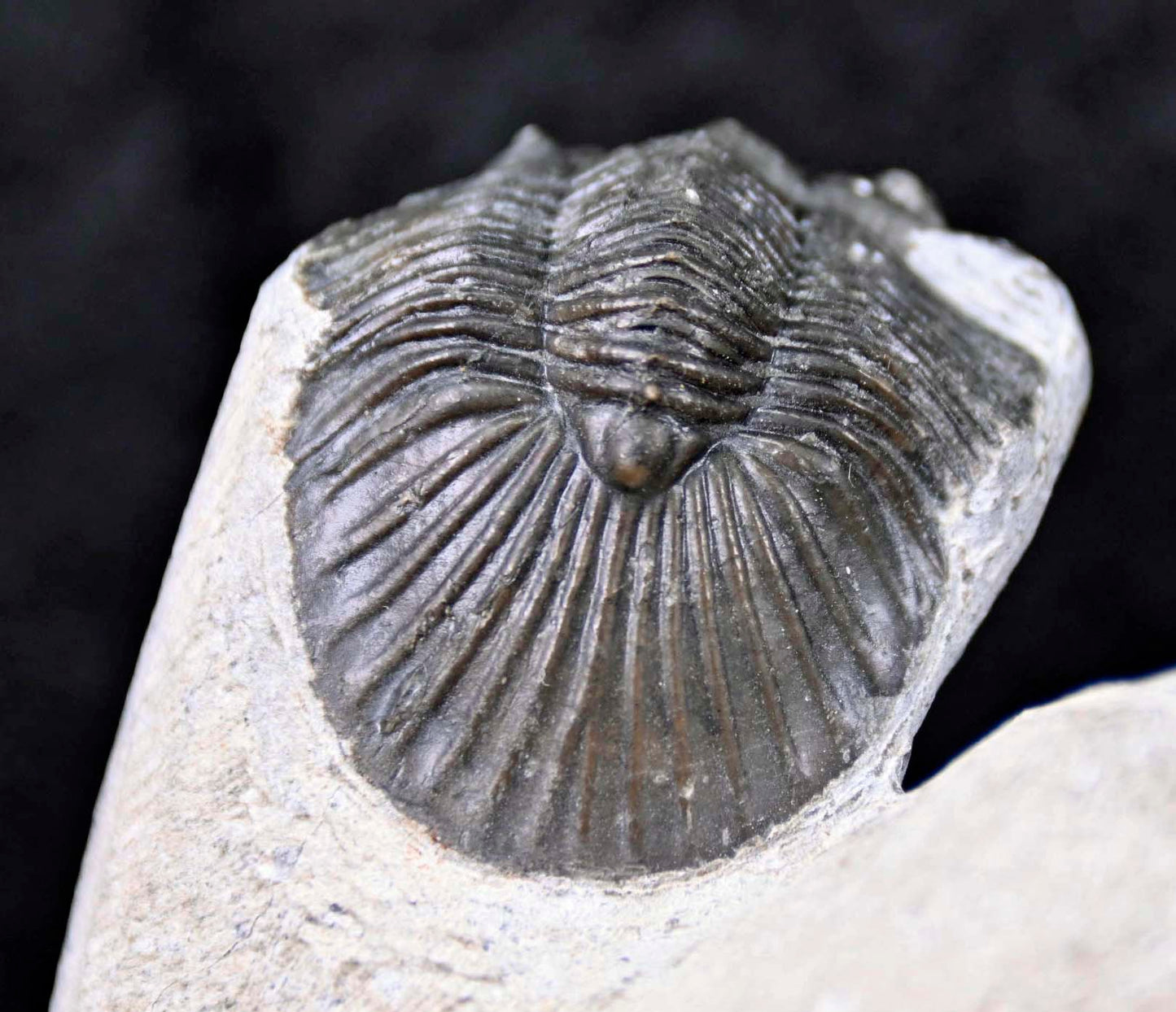 Hollardops mesocristatus  with a Scabriscutellum