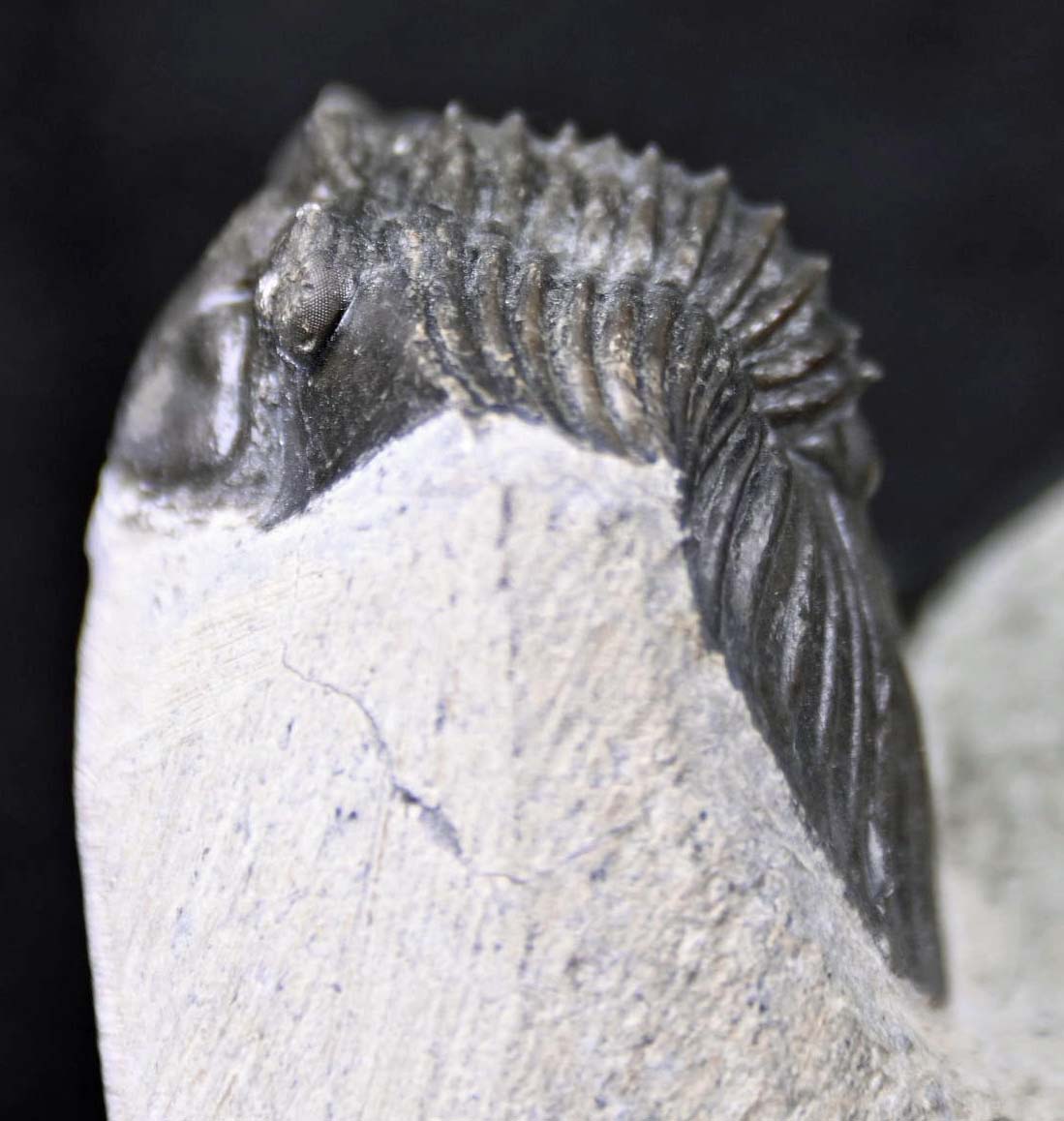 Hollardops mesocristatus  with a Scabriscutellum