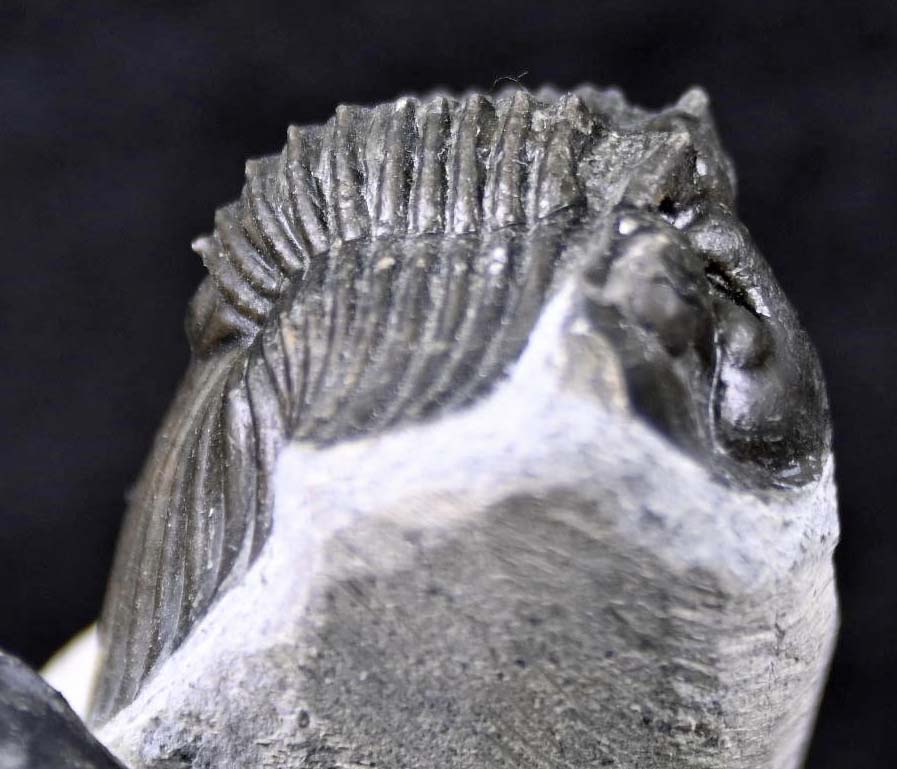 Hollardops mesocristatus  with a Scabriscutellum