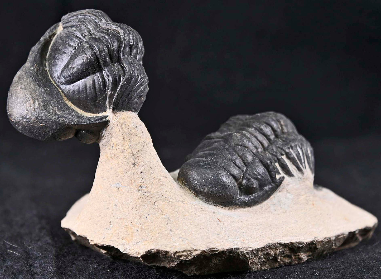 Crotalocephalina/Crotalocephalus gibbus  and Reedops