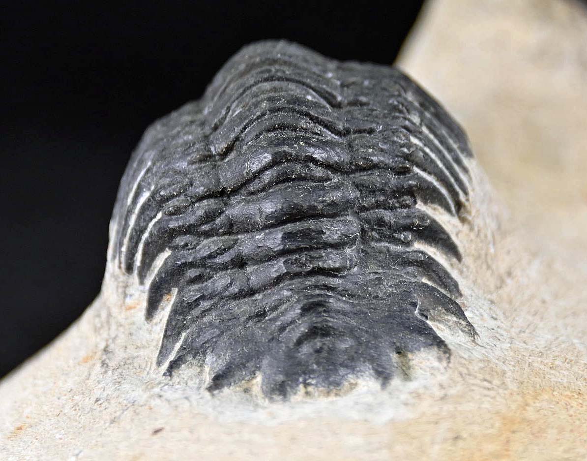 Crotalocephalina/Crotalocephalus gibbus  and Reedops