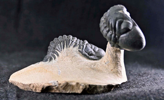 Crotalocephalina/Crotalocephalus gibbus  and Reedops