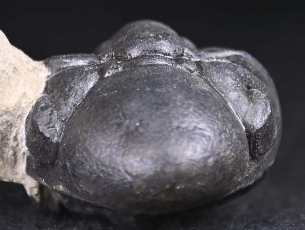 Crotalocephalina/Crotalocephalus gibbus  and Reedops