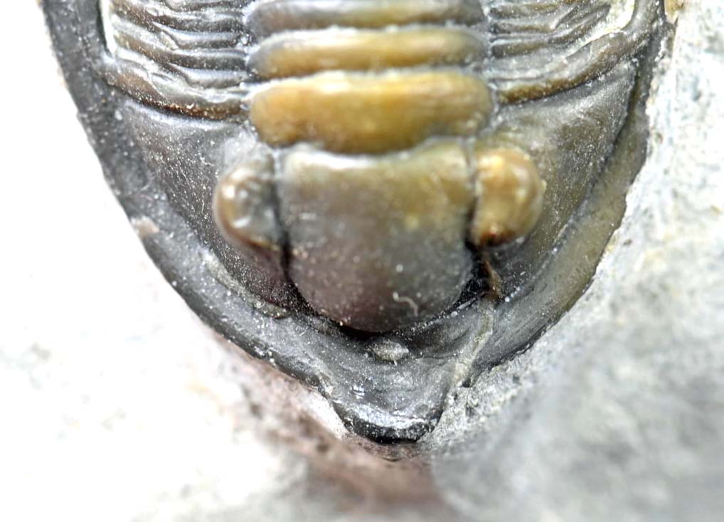 Diademaproetus praecursor