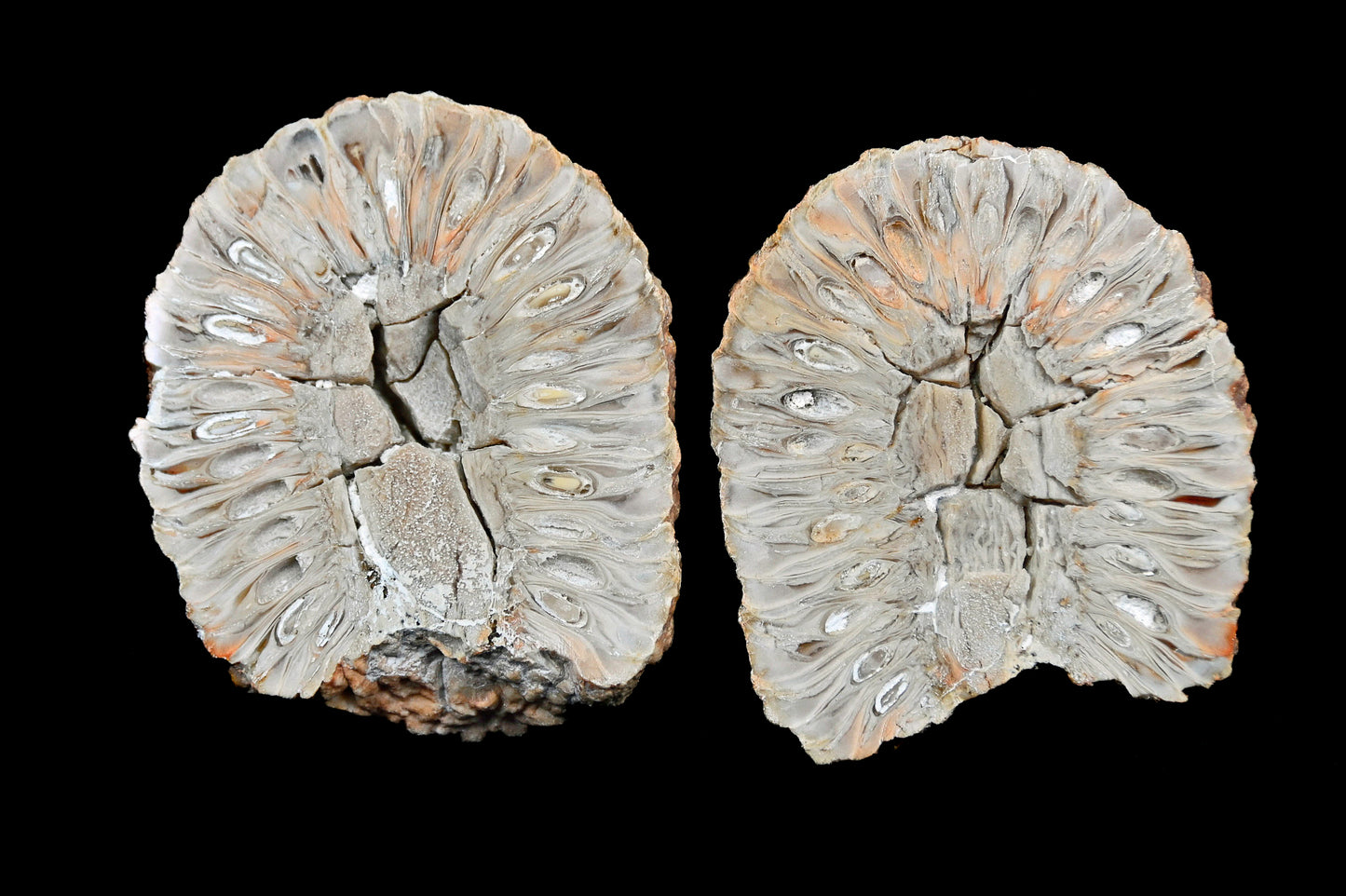 Araucaria mirabilis