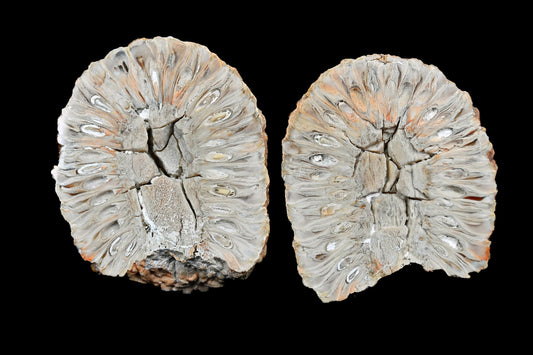 Araucaria mirabilis
