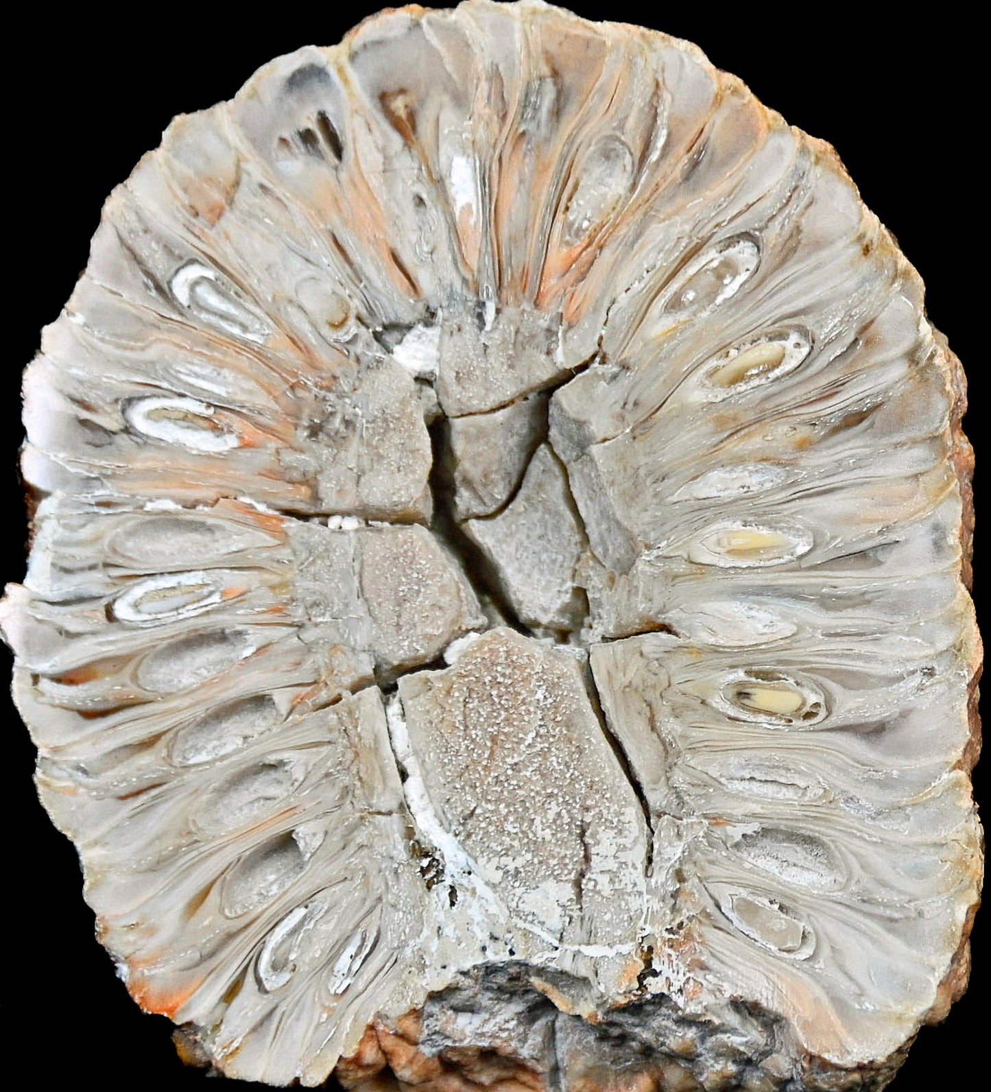 Araucaria mirabilis