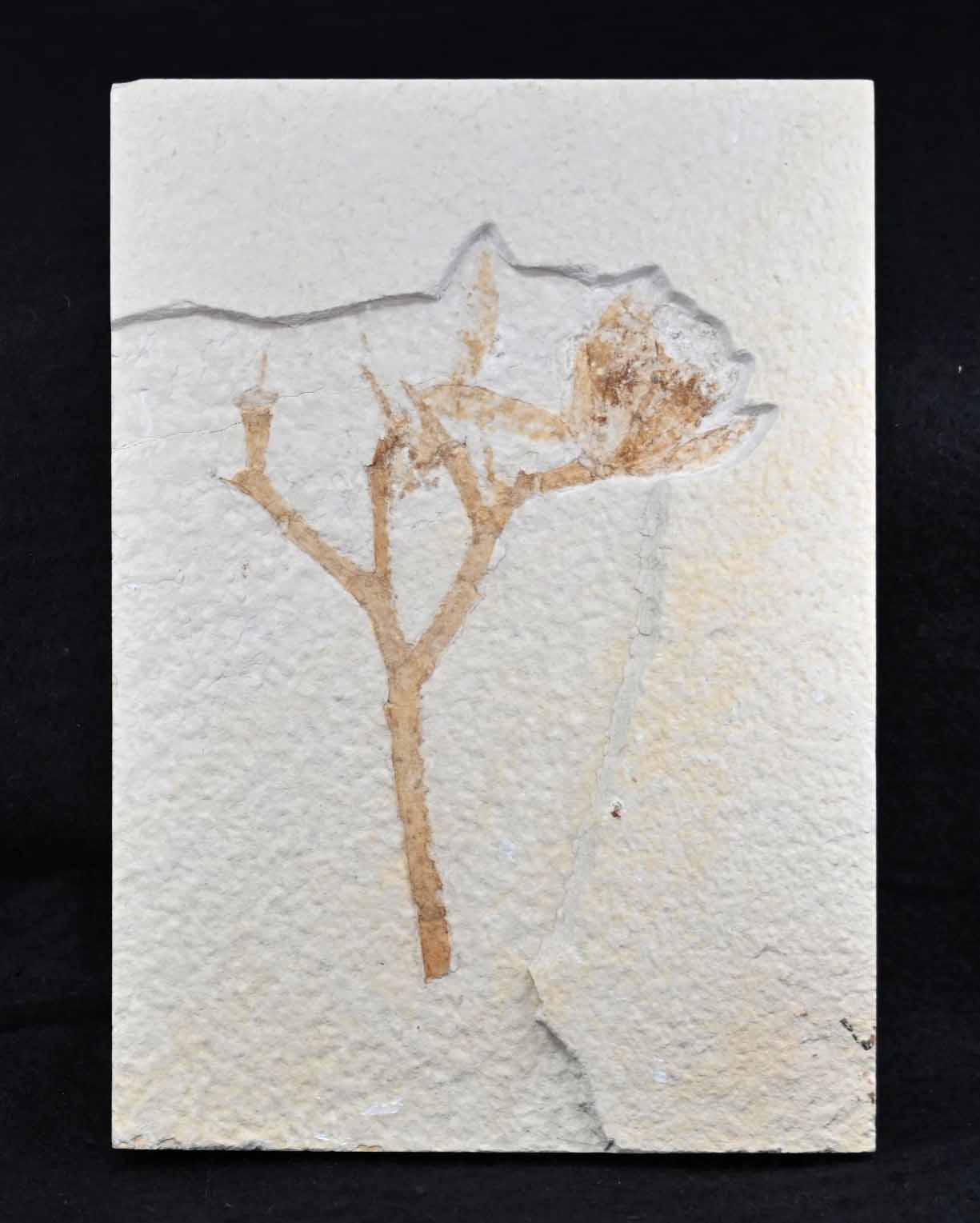 Eocene Flower  and Stalk