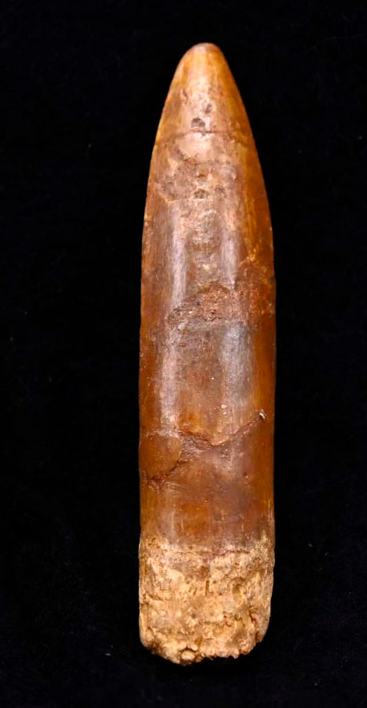 Rebbachisaurus, African Sauropod Tooth