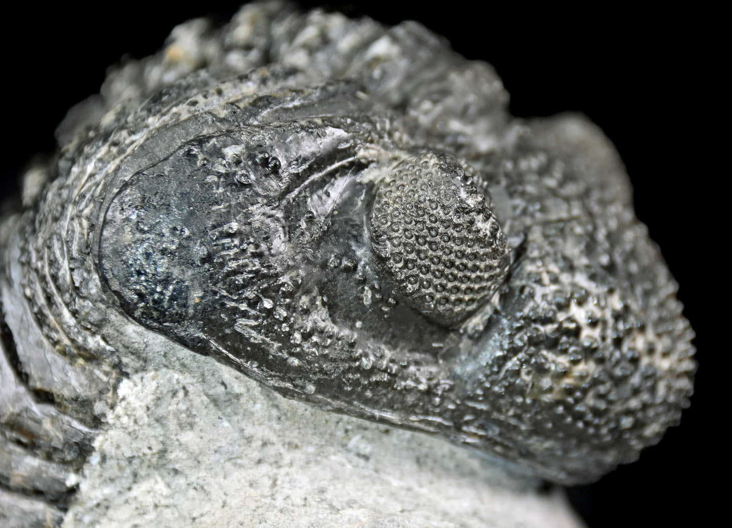 Drotops megalomanicus