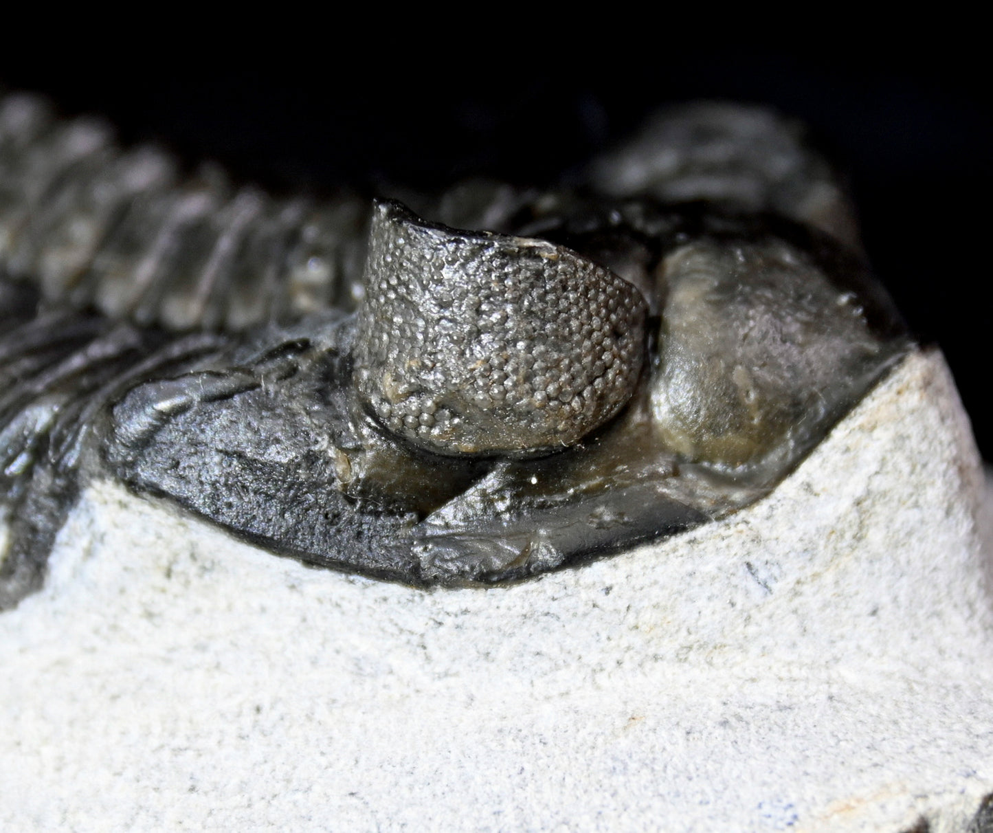 Coltraneia oufatenensis