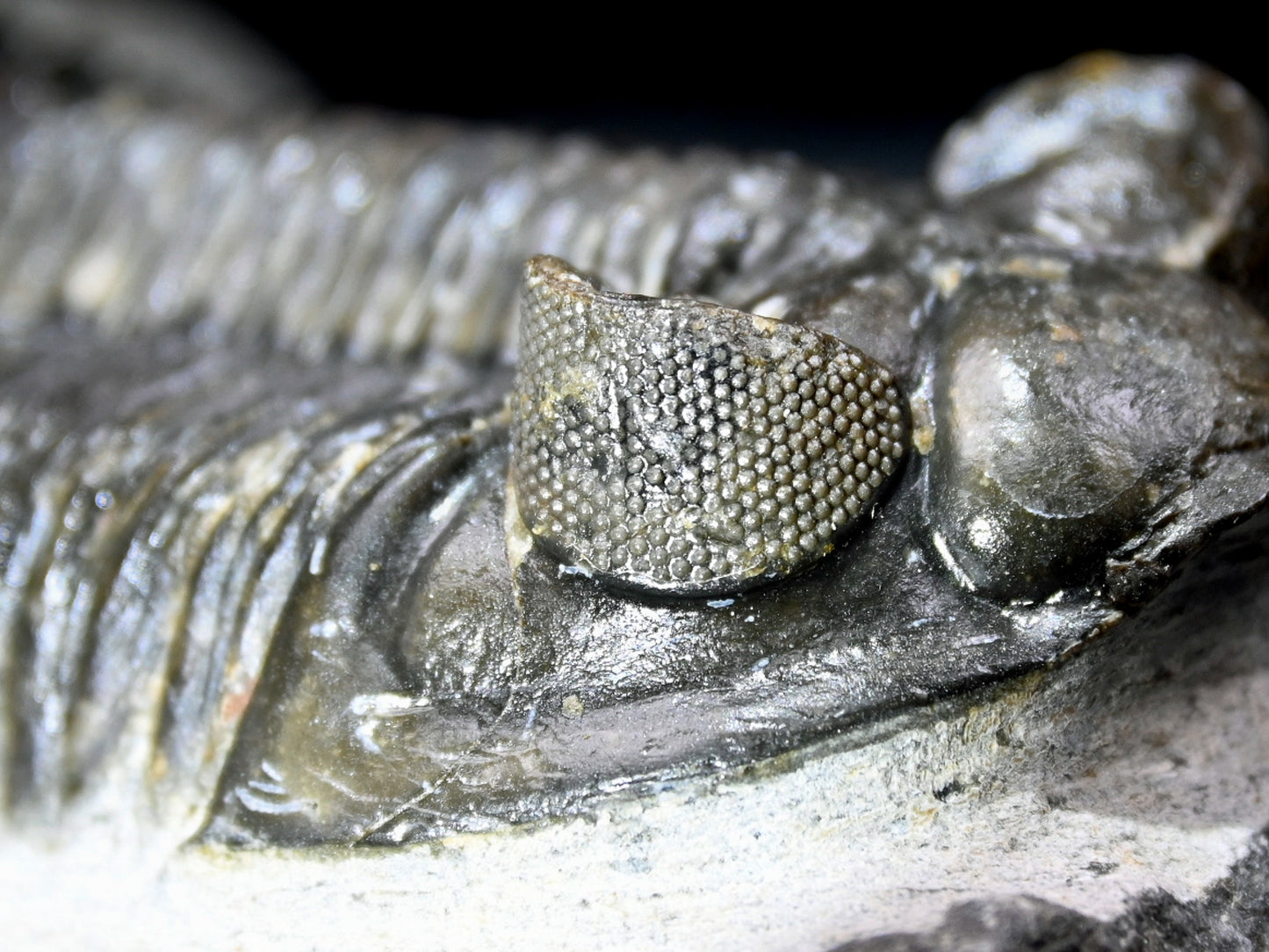 Coltraneia oufatenensis