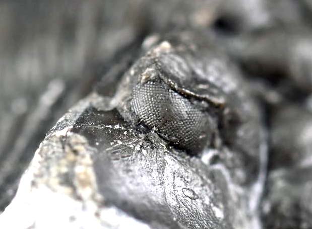 Hollardops mesocristatus  with a Scabriscutellum