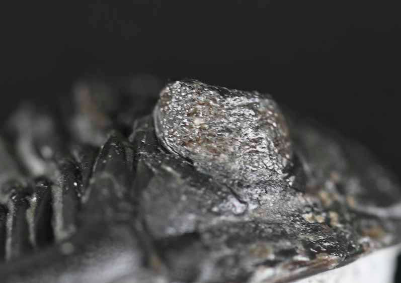 'Flying'Hollardops mesocristatus