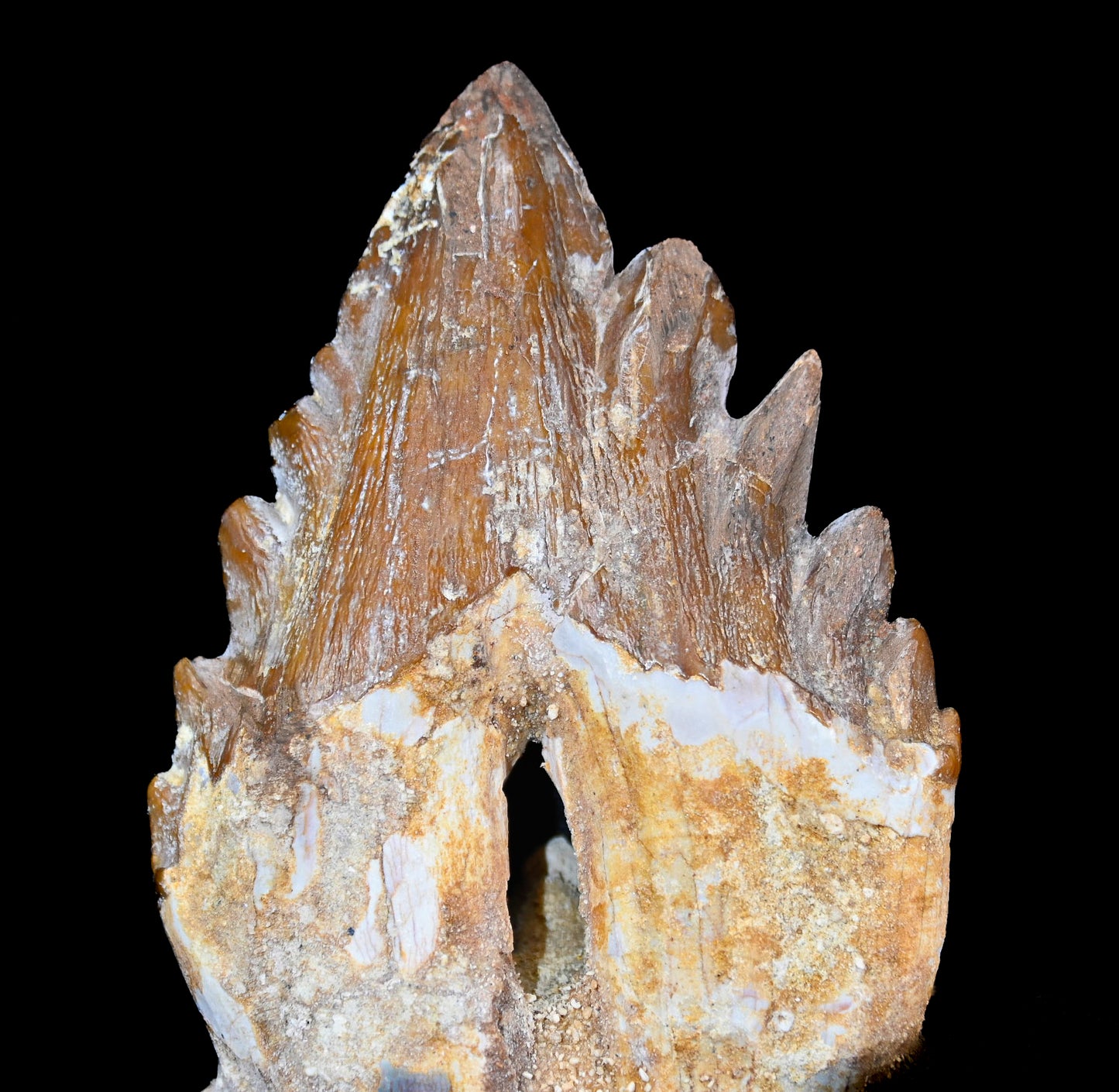 Basilosaurus isis Molar teeth and jaw