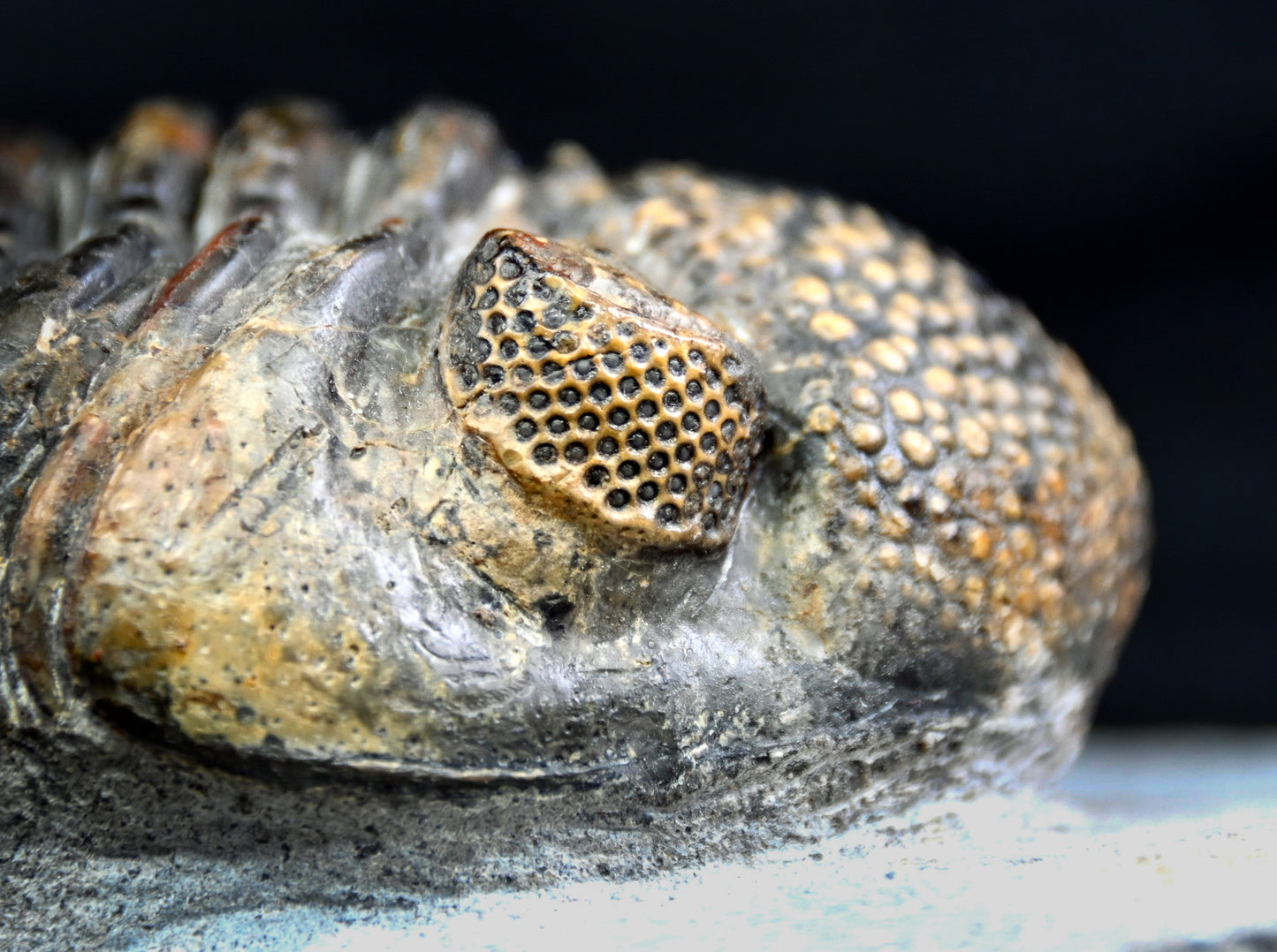 Drotops megalomanicus