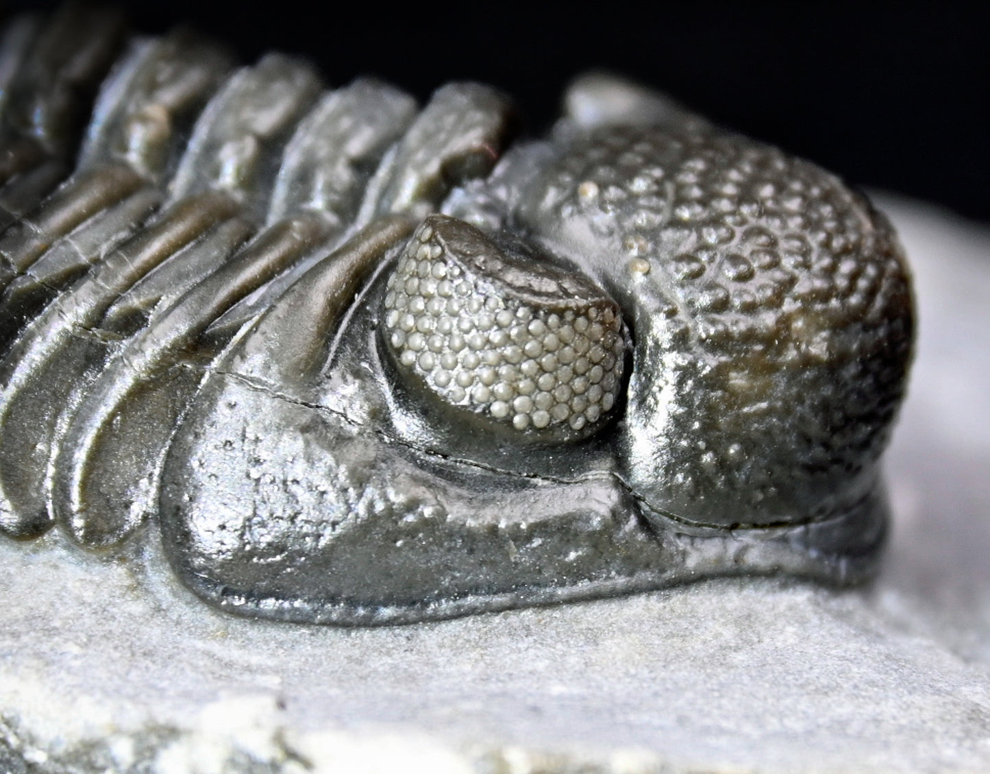 Adrisiops weugi (Smiley Phacops)