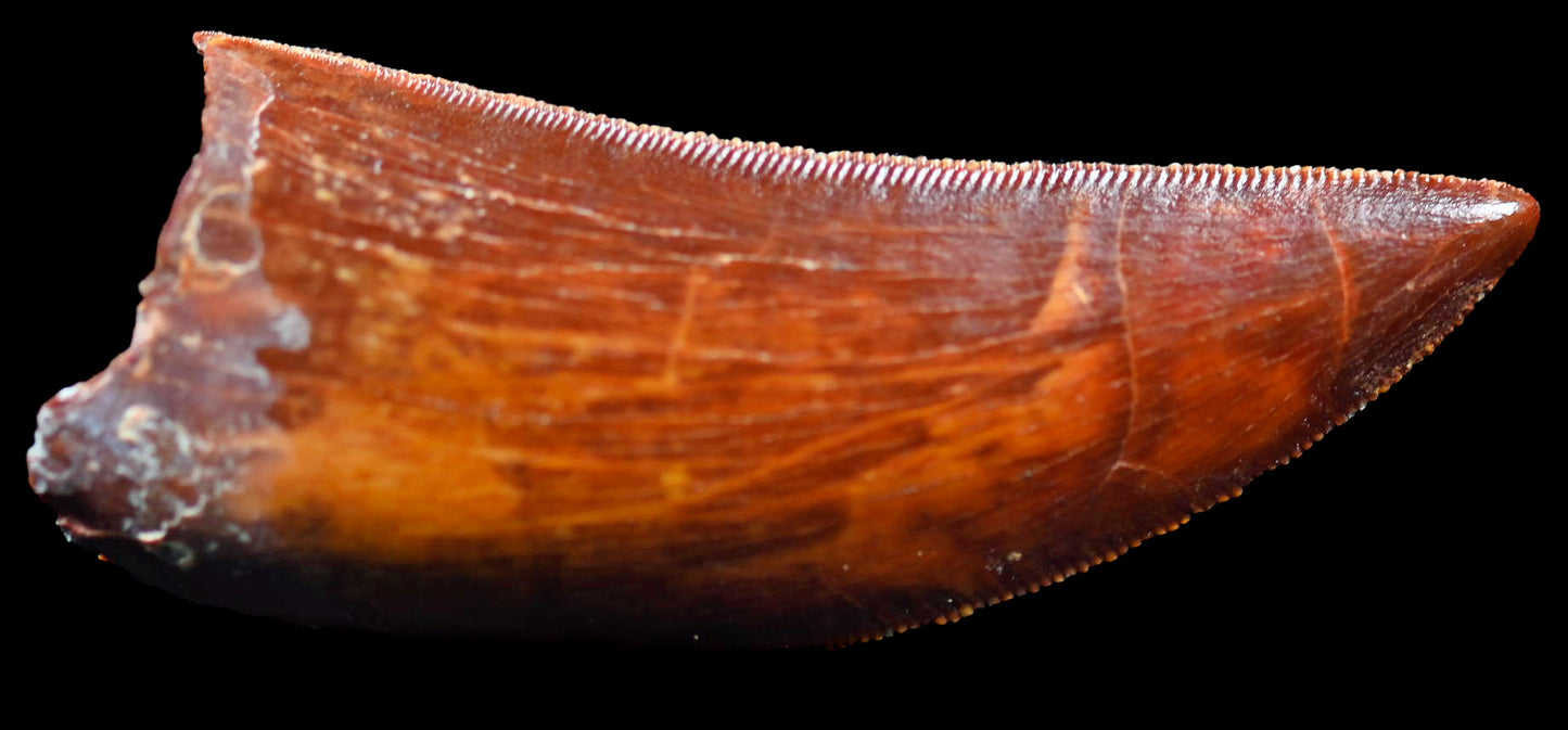 Carcharodontosaurus 2.0 inches