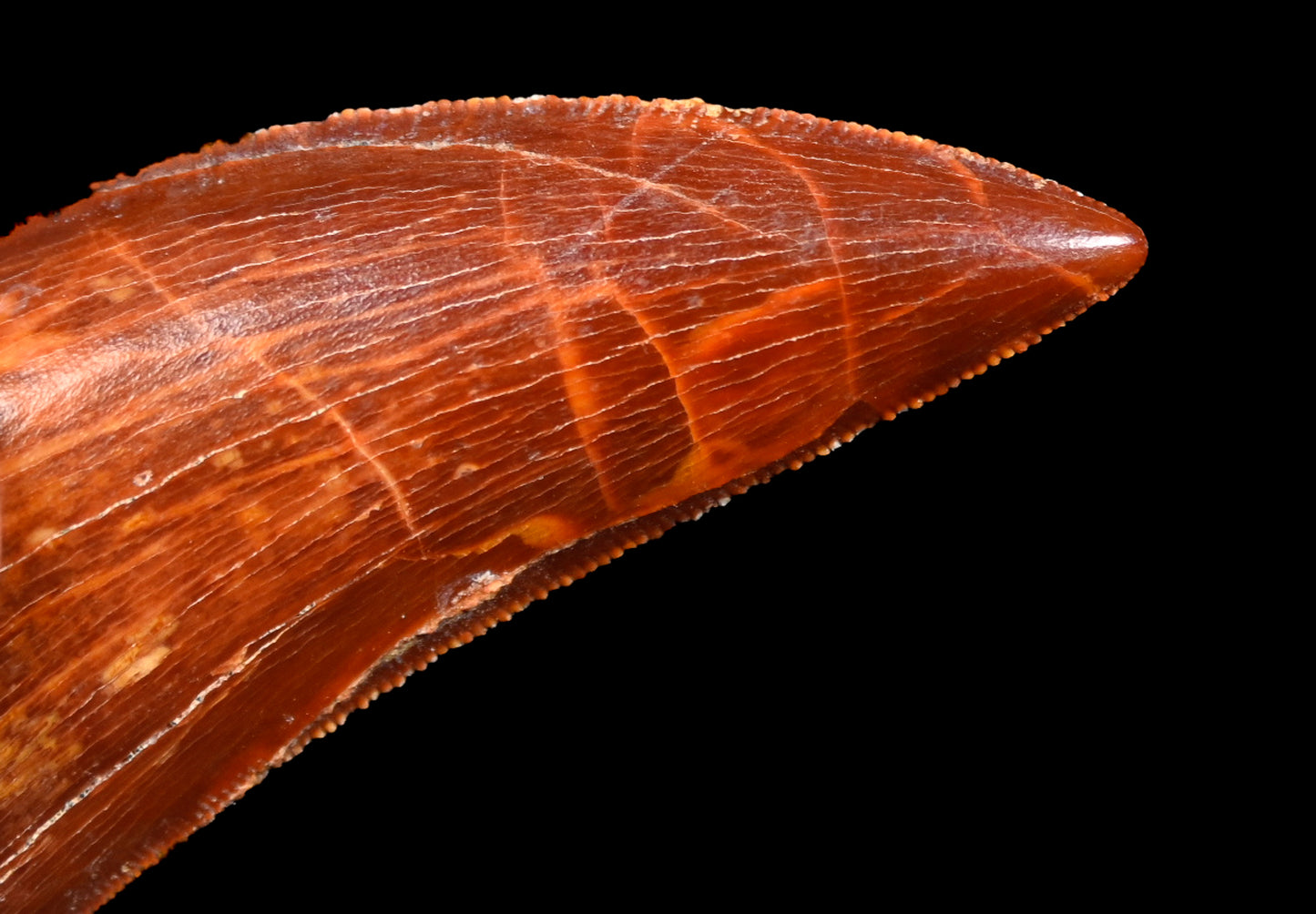 Carcharodontosaurus 2.0 inches