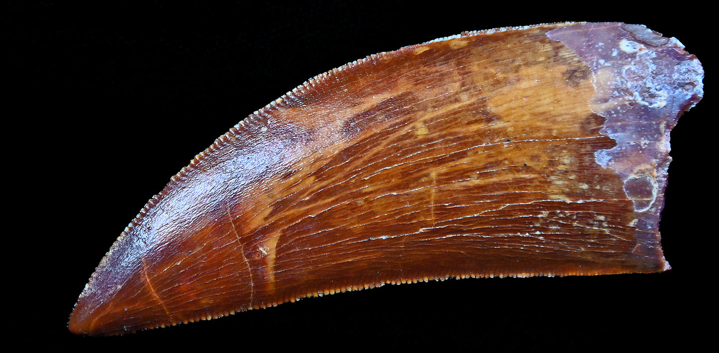 Carcharodontosaurus 2.0 inches