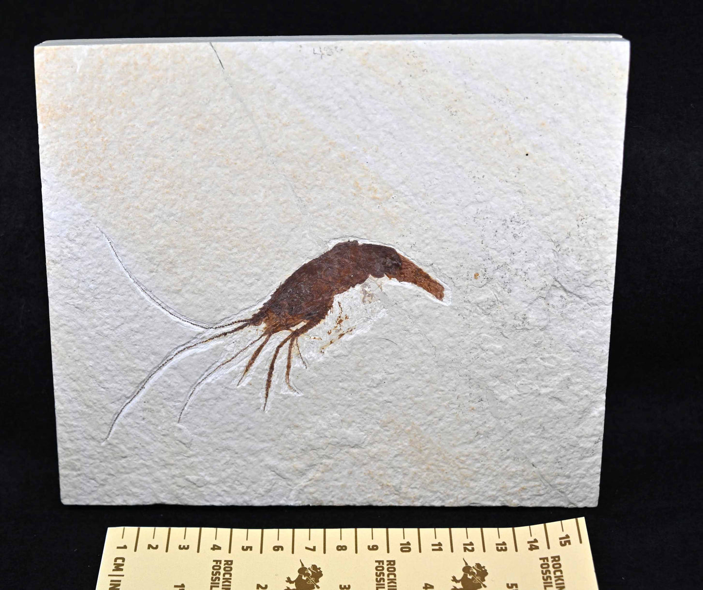 Eocene Shrimp, Green River Formation.